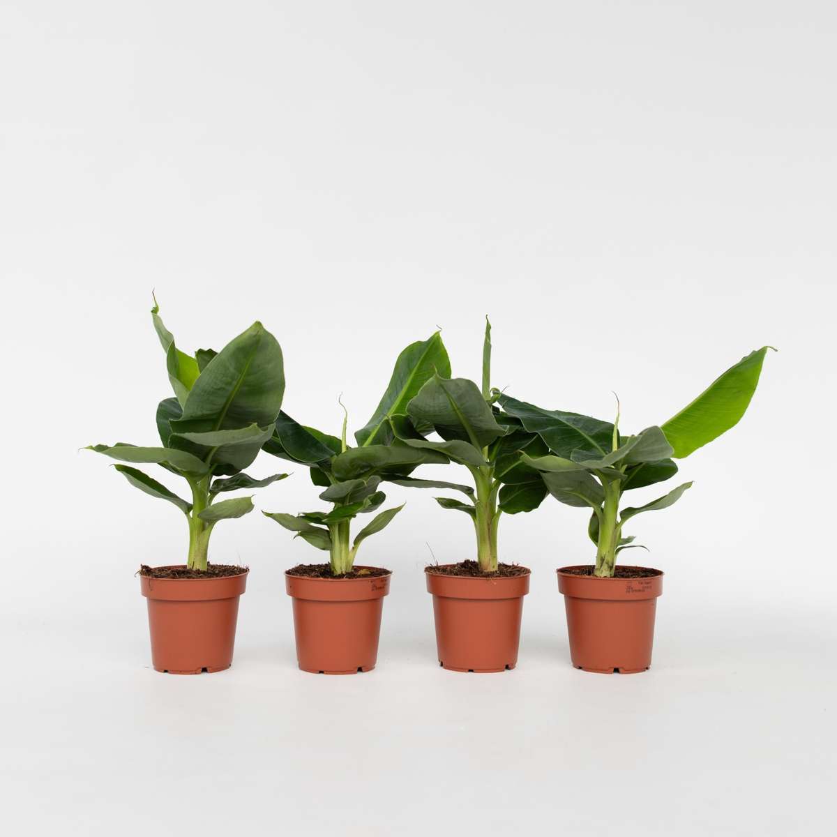 Out Of Category Houseplants Bananväxt - Set Om 4 - Musa 'Oriental Dwarf' - Höjd 25-40Cm - ⌀12Cm
