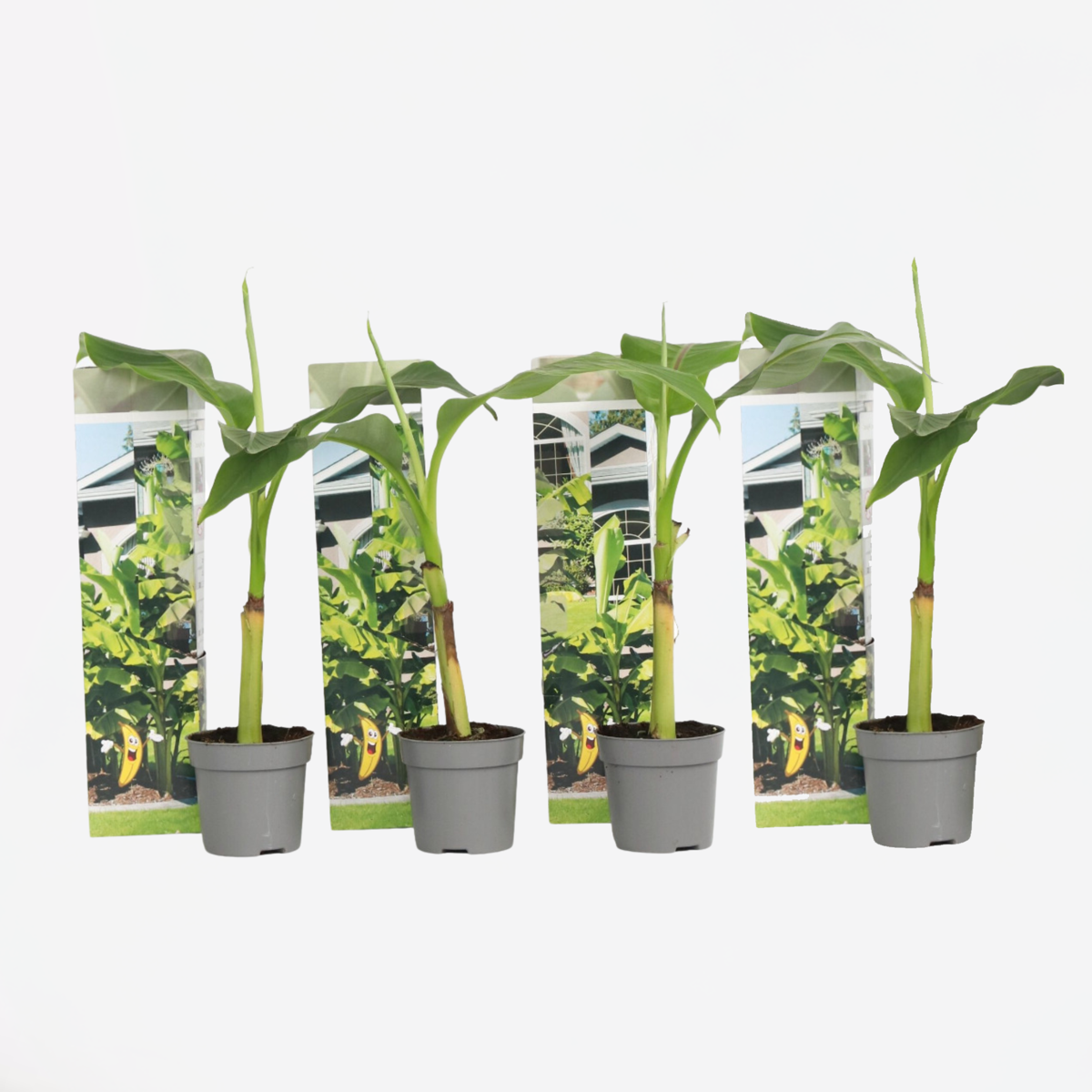Florastore Bananväxt - Set Om 4 - Musa Basjoo - Höjd 25-40Cm - ⌀9Cm