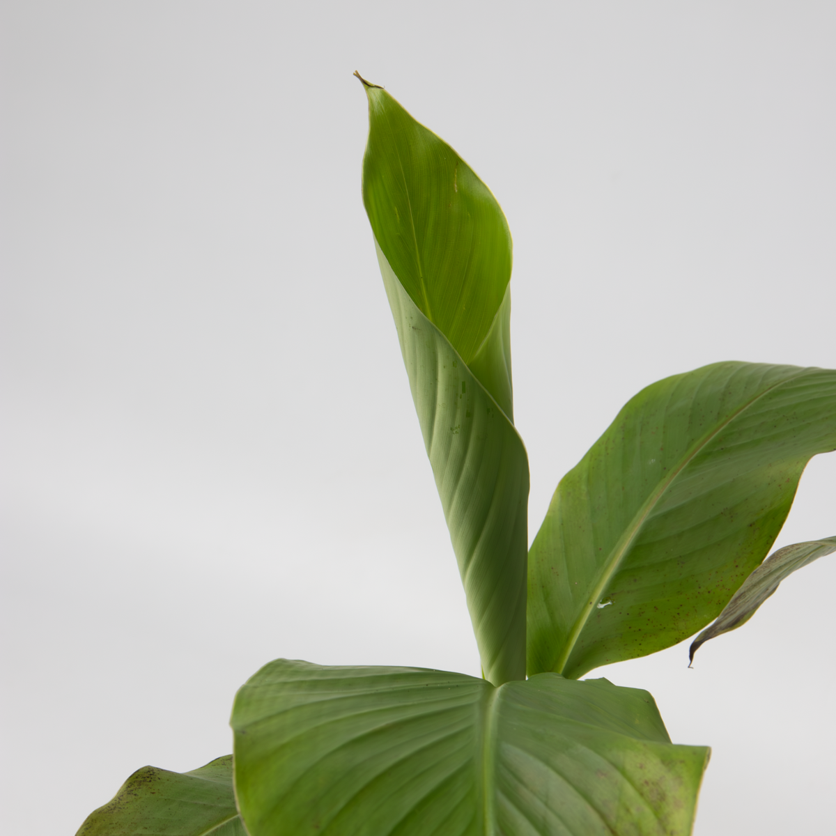 Fruit Trees Bananväxt - Set Om 3 - Musa Basjoo - Höjd 25-40Cm - ⌀9Cm