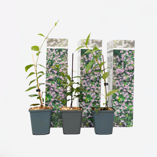 Florastore Jasmin - Set Om 3 - Trachelospermum Jasminoides - Höjd 25-40Cm - ⌀9Cm