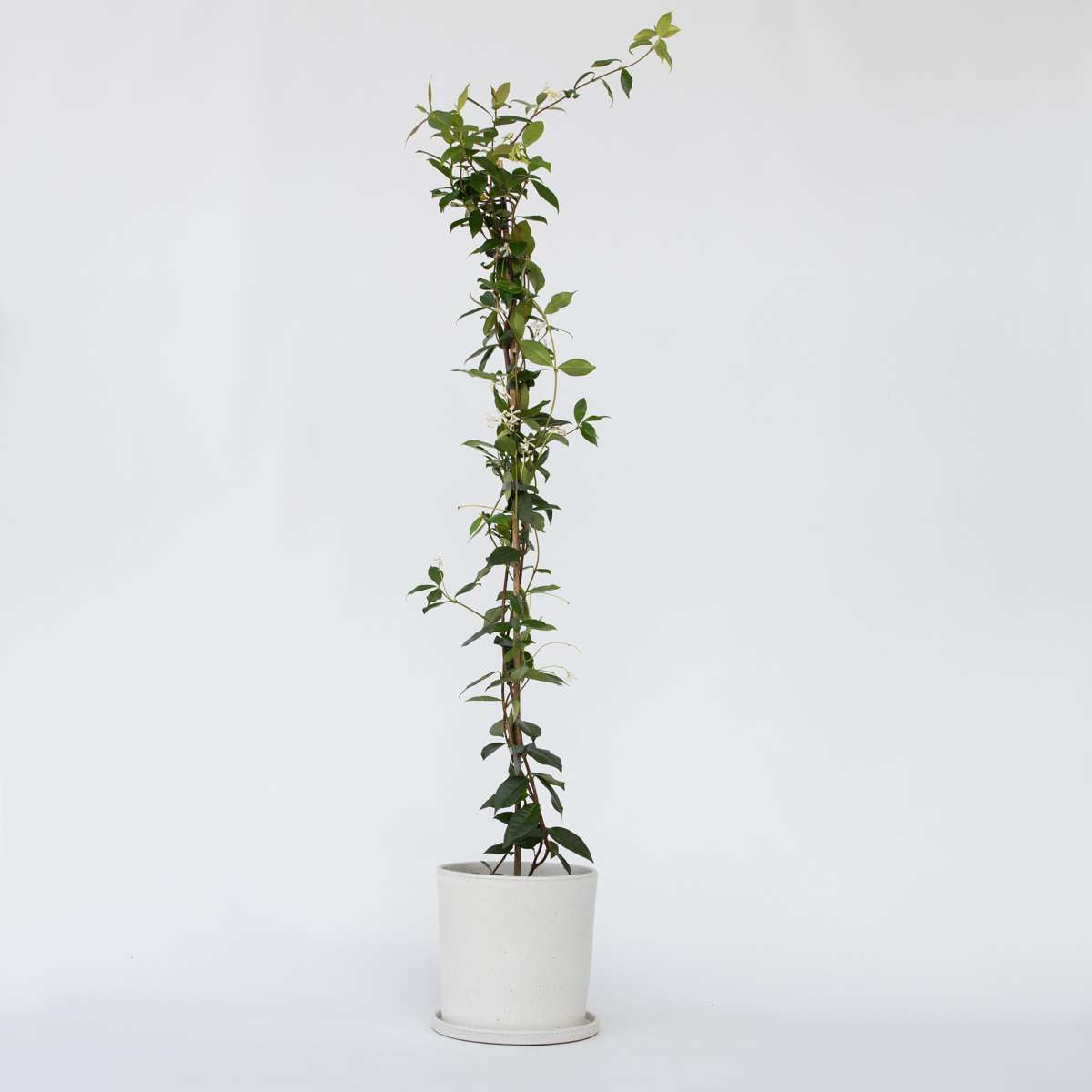 Florastore Jasmin - Trachelospermum Jasminoides - Höjd 110-120Cm - ⌀17Cm