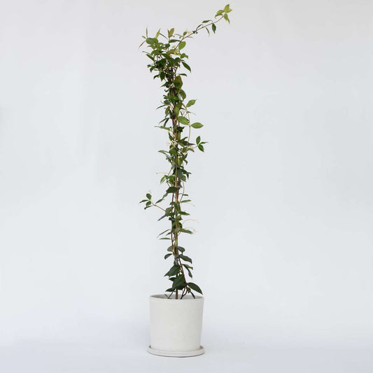 Florastore Jasmin - Trachelospermum Jasminoides - Höjd 110-120Cm - ⌀17Cm