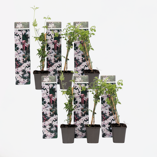 Florastore Jasmin - Set Om 6 - Jasminum 'Officinale'  - Höjd 25-40Cm - ⌀9Cm