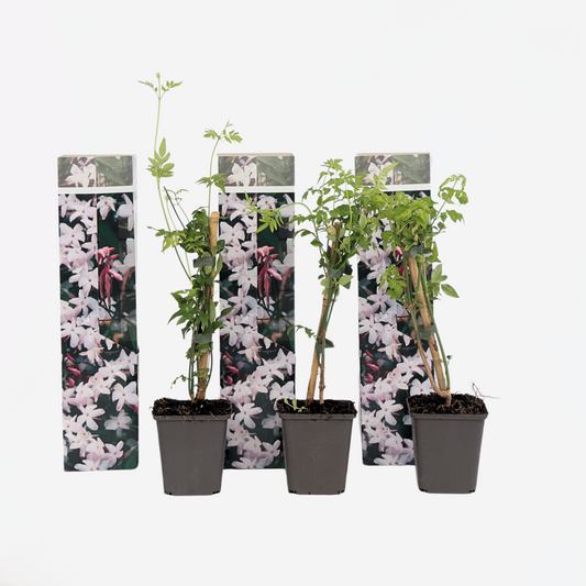 Florastore Jasmin - Set Om 3 - Jasminum 'Officinale' - Höjd 25-40Cm - ⌀9Cm