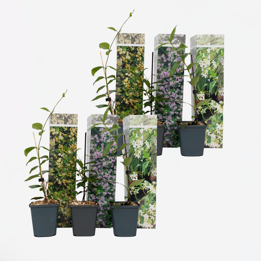 Florastore Jasmin - Set Om 6 - Trachelospermum Jasminoides - Höjd 25-40Cm - ⌀9Cm