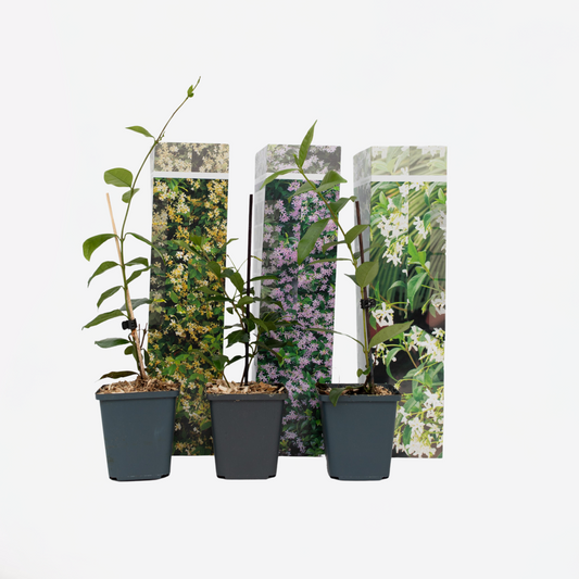 Florastore Jasmin - Set Om 3 - Trachelospermum Jasminoides - Höjd 25-40Cm - ⌀9Cm