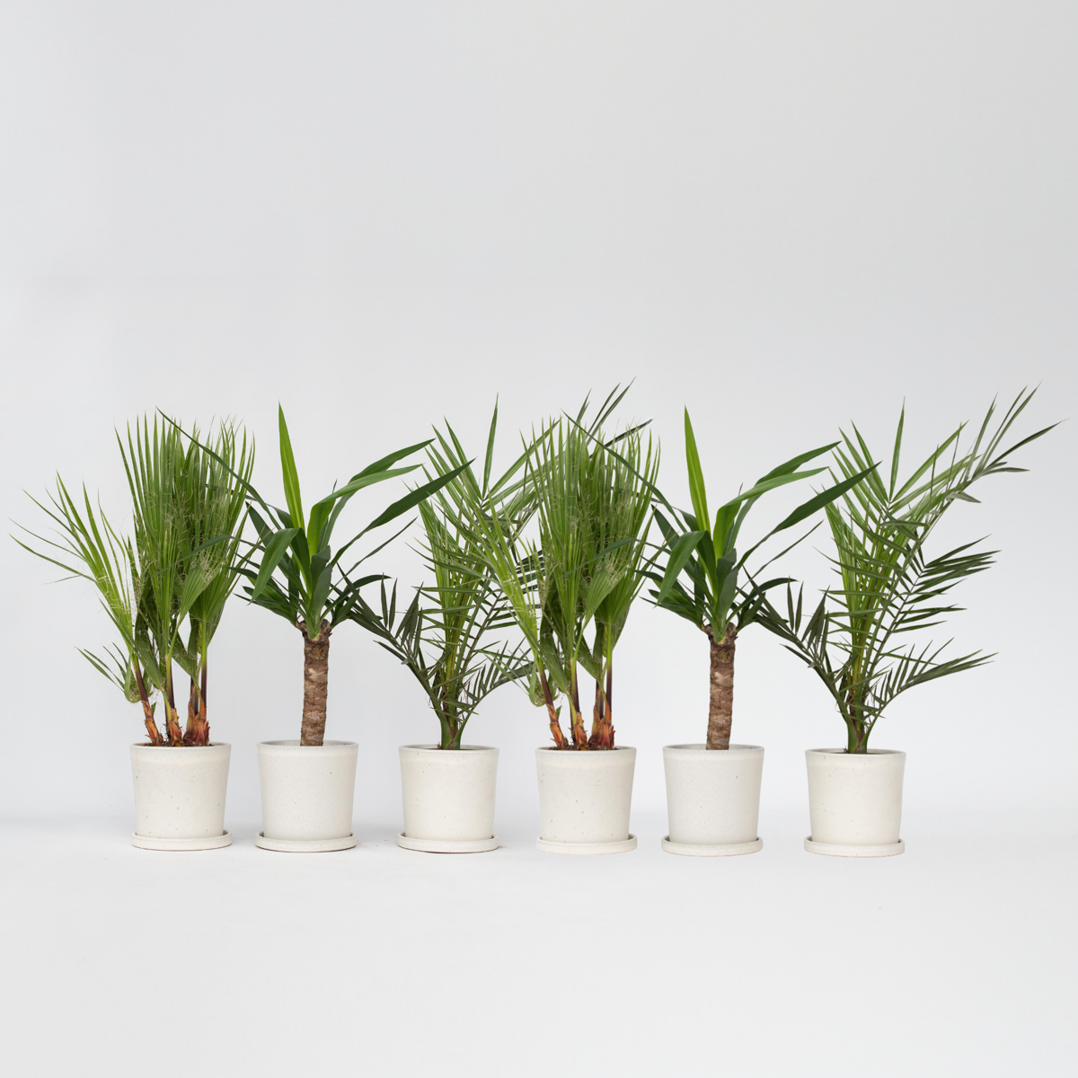 Florastore Palmmix Inomhus - Set Om 6 - Indoor Palmmix - Höjd 50-70Cm - ⌀14Cm