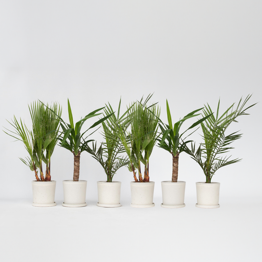 Florastore Palmmix Inomhus - Set Om 6 - Indoor Palmmix - Höjd 50-70Cm - ⌀14Cm