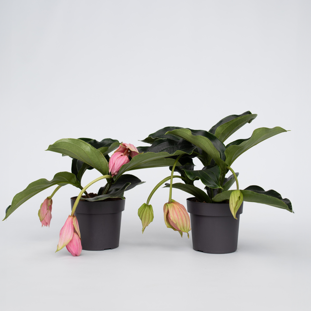 Out Of Category Houseplants Rosenskärm - Set Om 2 - Medinilla Magnifica - Höjd 40-50Cm - ⌀17Cm