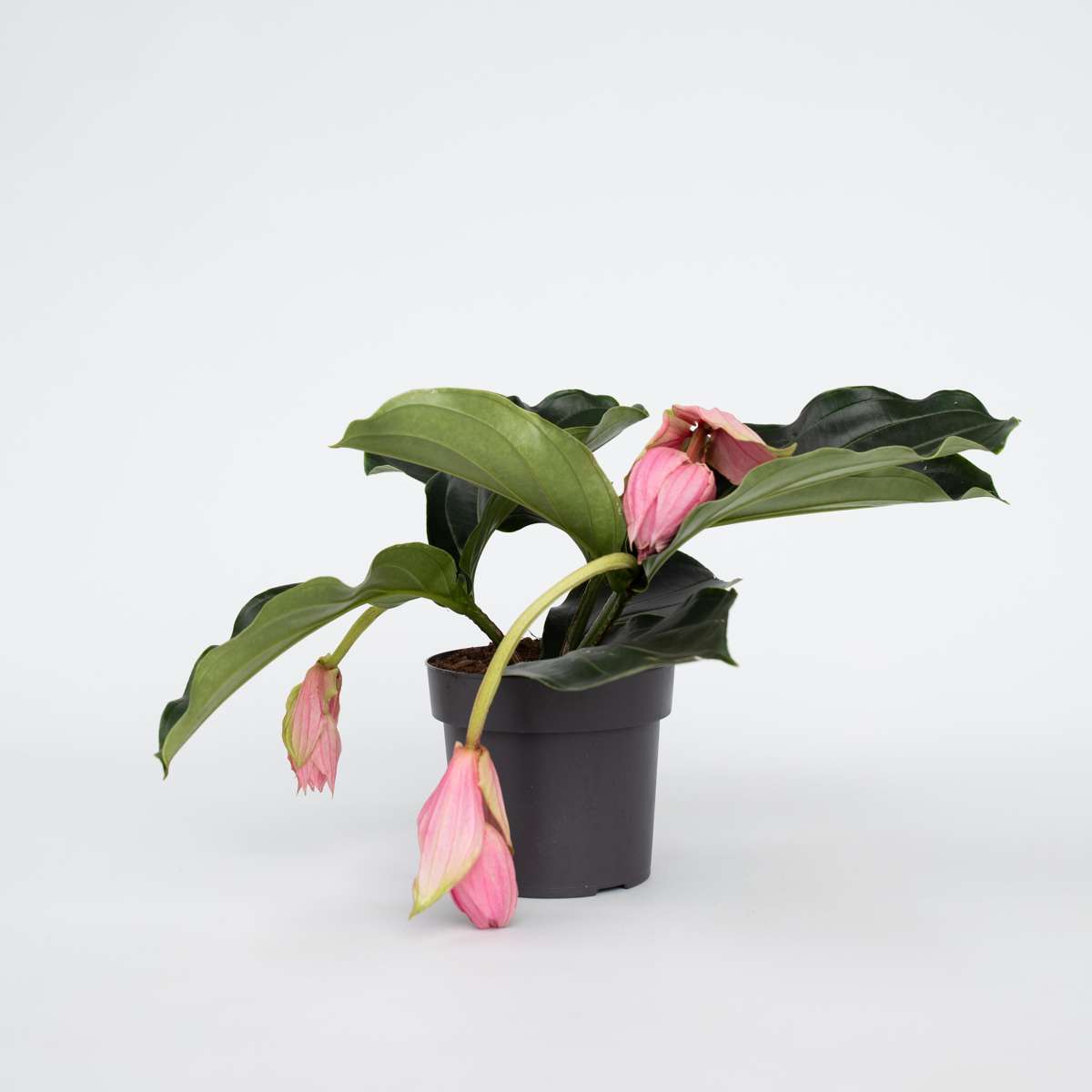 Blooming Houseplants Rosenskärm - Medinilla Magnifica - Höjd 40-50Cm - ⌀17Cm