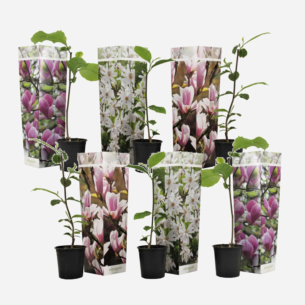 Florastore Rosenmagnolia - Set Om 6 - Magnolia - Höjd 25-40Cm - ⌀9Cm