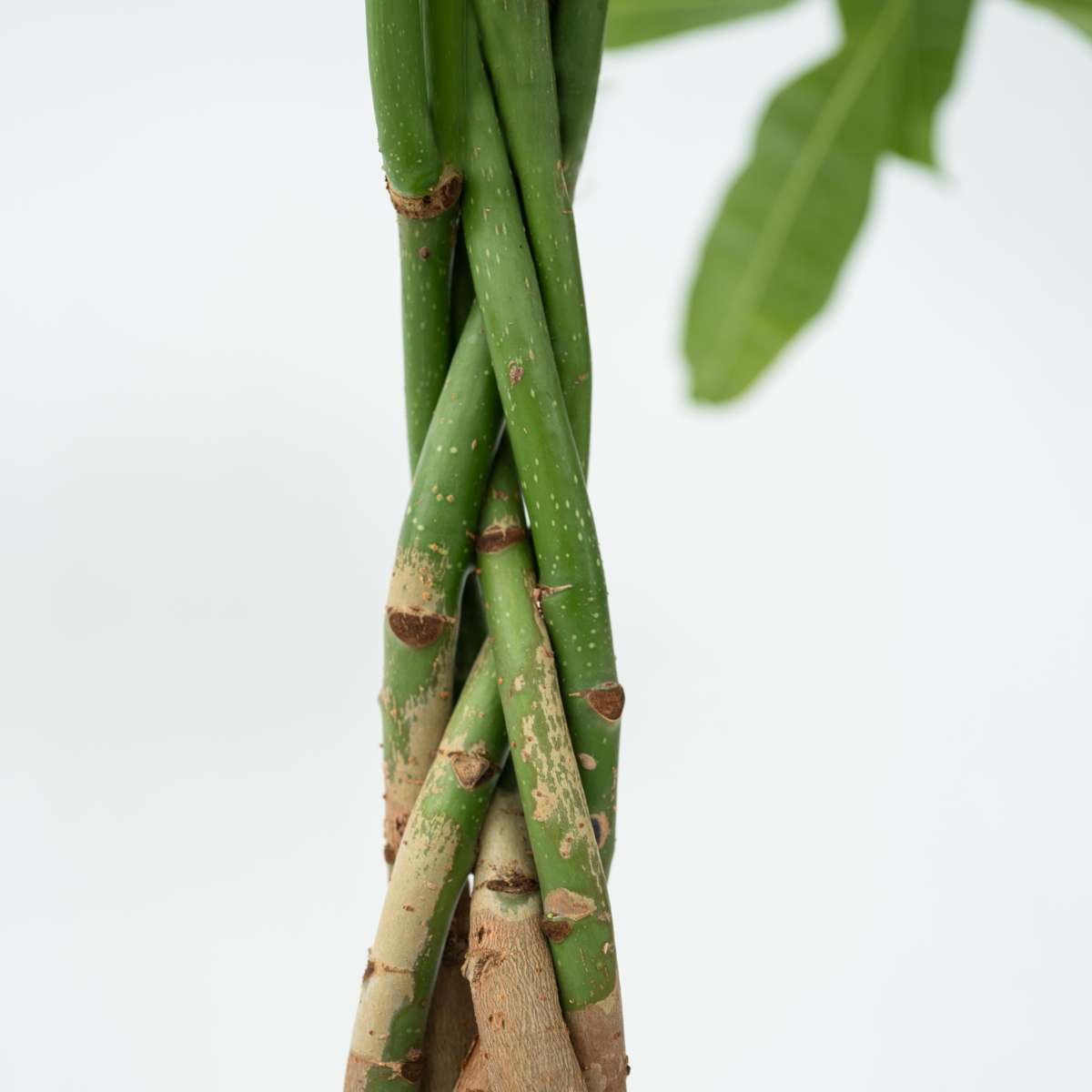 Out Of Category Houseplants Strandkastanj - Set Om 2 - Pachira Aquatica - Höjd 60-70Cm - ⌀17Cm