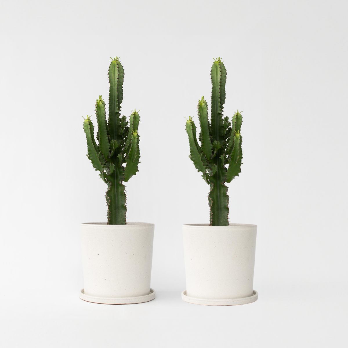 Florastore Kaktuseuforbia - Set Om 2 - Euphorbia Ingens - Höjd 50-60Cm - ⌀17Cm