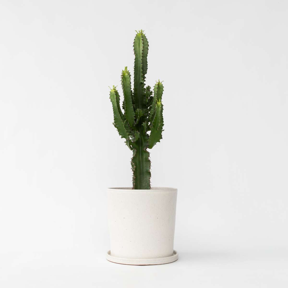 Florastore Kaktuseuforbia - Euphorbia Ingens - Höjd 50-60Cm - ⌀17Cm