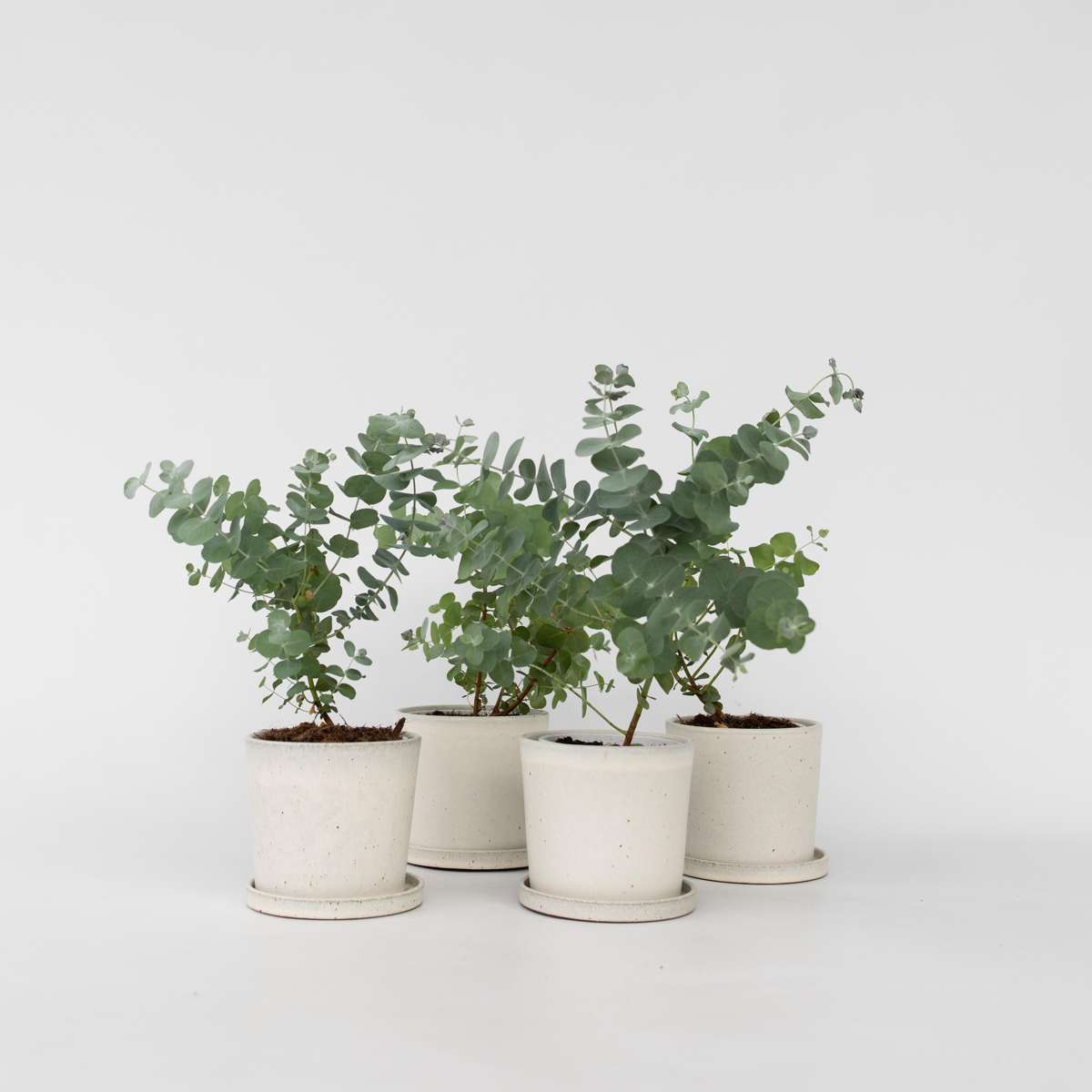 Florastore Eukalyptus - Set Om 6 - Eucalyptus 'Pulverulenta' - Höjd 25-40Cm - ⌀12Cm