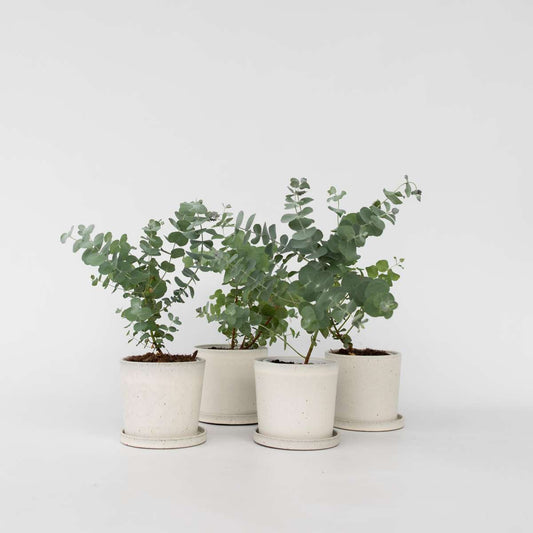 Florastore Eukalyptus - Set Om 6 - Eucalyptus 'Pulverulenta' - Höjd 25-40Cm - ⌀12Cm