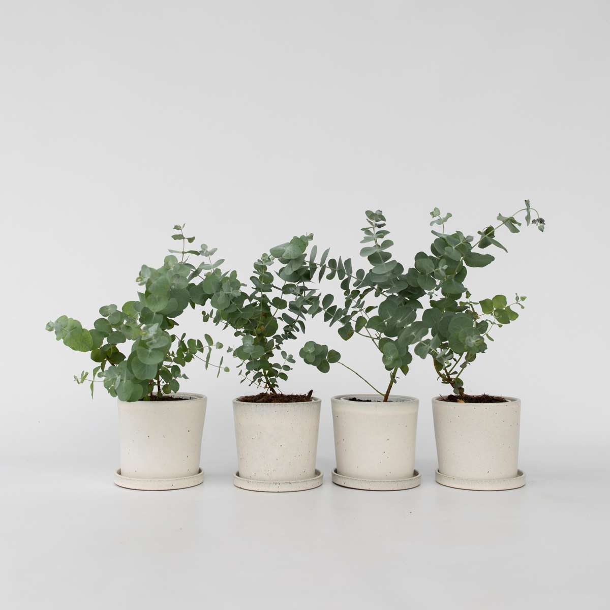 Florastore Eukalyptus - Set Om 4 - Eucalyptus 'Pulverulenta' - Höjd 25-40Cm - ⌀12Cm