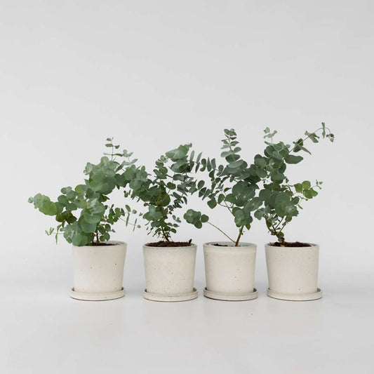 Florastore Eukalyptus - Set Om 4 - Eucalyptus 'Pulverulenta' - Höjd 25-40Cm - ⌀12Cm
