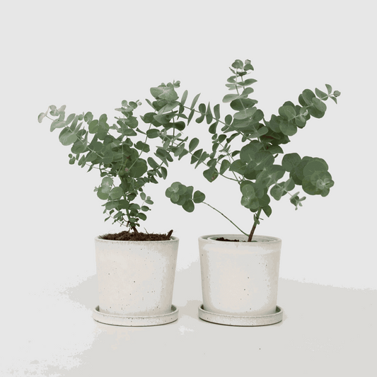Florastore Eukalyptus - Set Om 2 - Eucalyptus 'Pulverulenta' - Höjd 25-40Cm - ⌀13Cm
