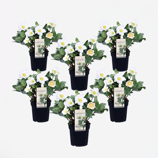 Florastore Julros - Set Om 6 - Helleborus Niger 'Mont Blanc' - Höjd 20-30Cm - ⌀12Cm