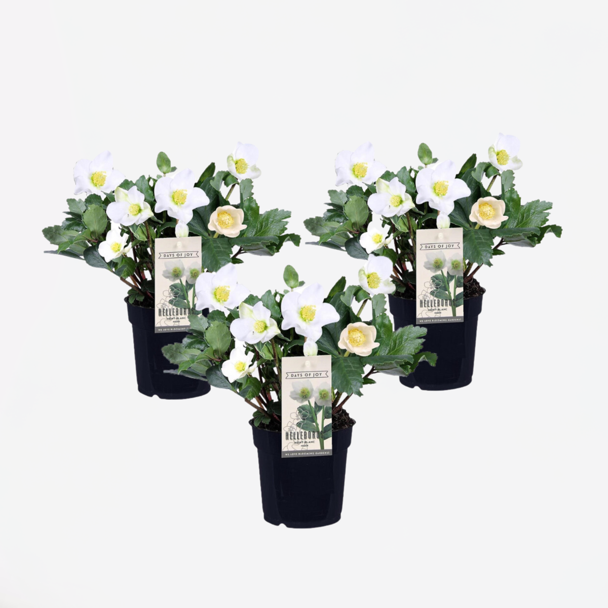 Florastore Julros - Set Om 3 - Helleborus Niger 'Mont Blanc' - Höjd 20-30Cm - ⌀12Cm
