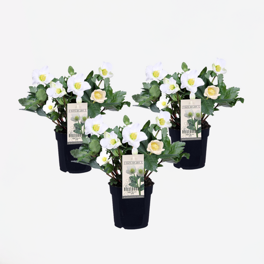 Florastore Julros - Set Om 3 - Helleborus Niger 'Mont Blanc' - Höjd 20-30Cm - ⌀12Cm