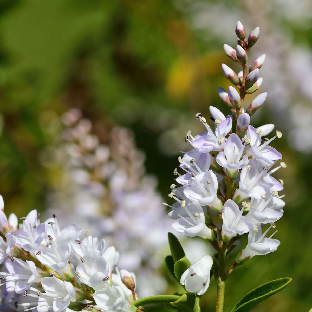Other Shrubs Veronikas - Set Om 6 - Hebe Pinguifolia - Höjd 15-20Cm - ⌀10,5Cm