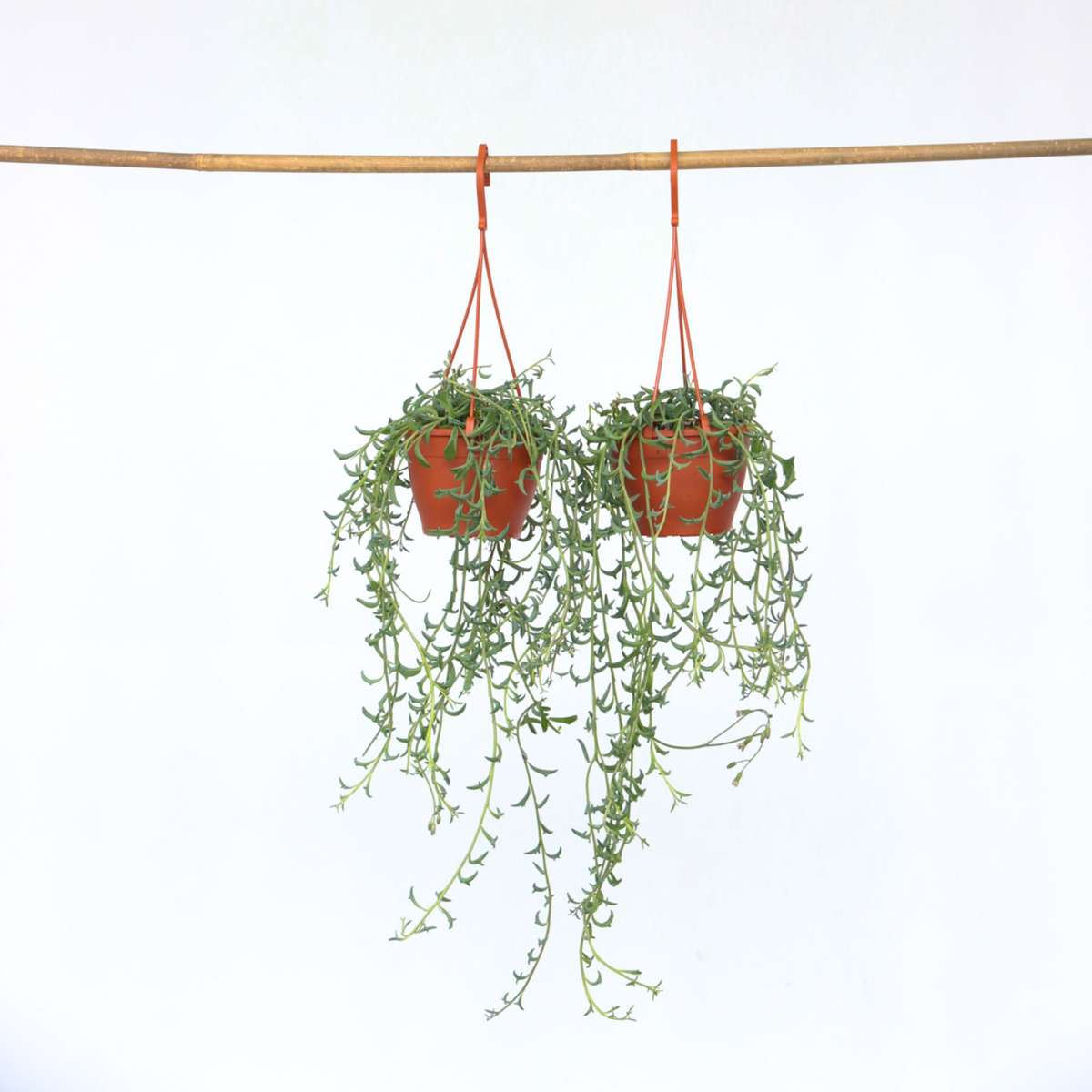 Florastore Delfinväxt - Set Om 2 - Senecio Peregrinus - Höjd 10-20Cm - ⌀12Cm