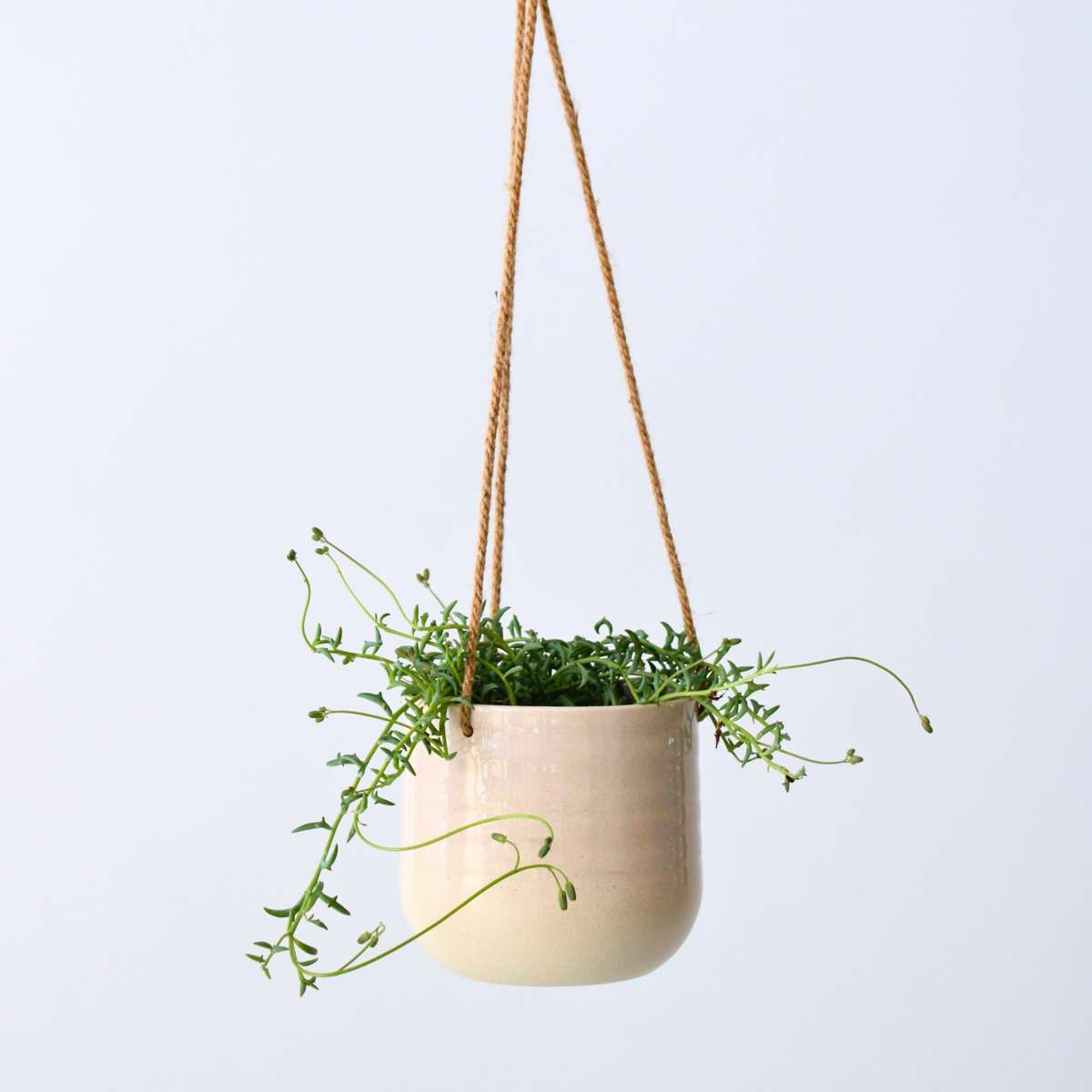 Florastore Delfinväxt - Senecio Peregrinus - Höjd 10-20Cm - ⌀12Cm