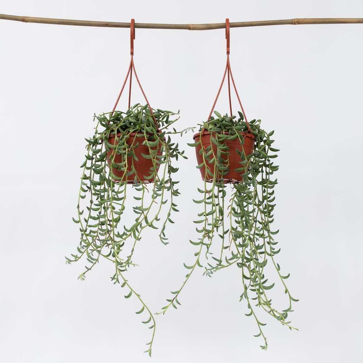 Hanging Plants Banansnöre - Set Om 2 - Senecio Radicans - Höjd 10-20Cm - ⌀12Cm