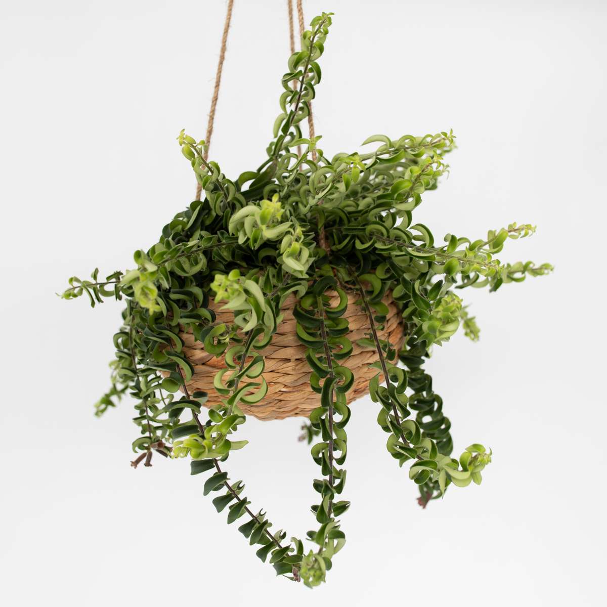 Florastore Läppstiftblomma - Aeschynanthus Pulcher - Höjd 20-30Cm - ⌀15Cm