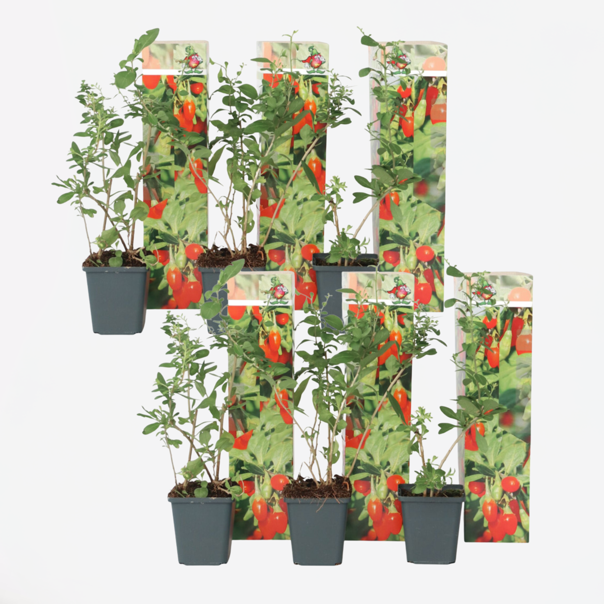 Florastore Goji Bär - Set Om 6 - Lycium Barbarum - Höjd 25-40Cm - ⌀9Cm