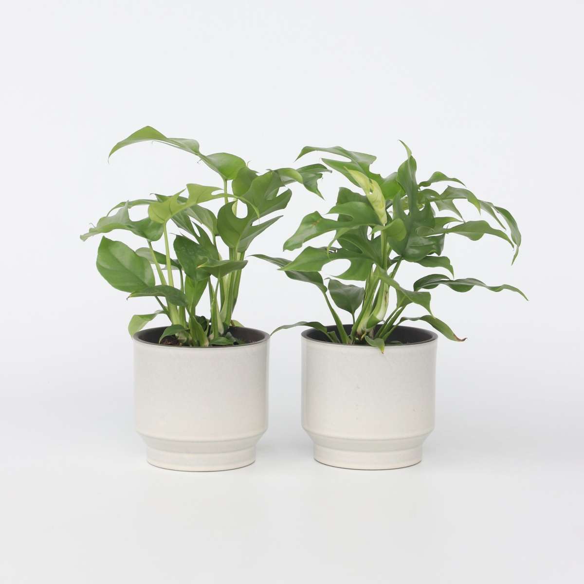 Florastore Hålväxt - Set Om 2 - Rhaphidophora Tetrasperma - Höjd 20-30Cm - ⌀12Cm