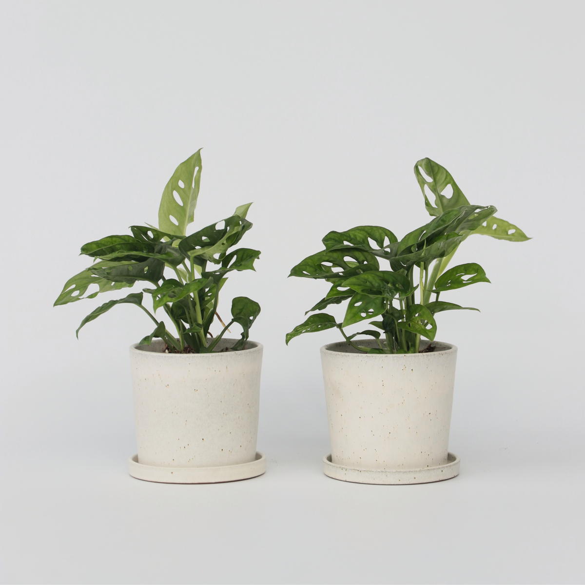 Florastore Hålväxt - Set Om 2 - Monstera Adansonii 'Monkey Mask' - Höjd 25-30Cm - ⌀12Cm