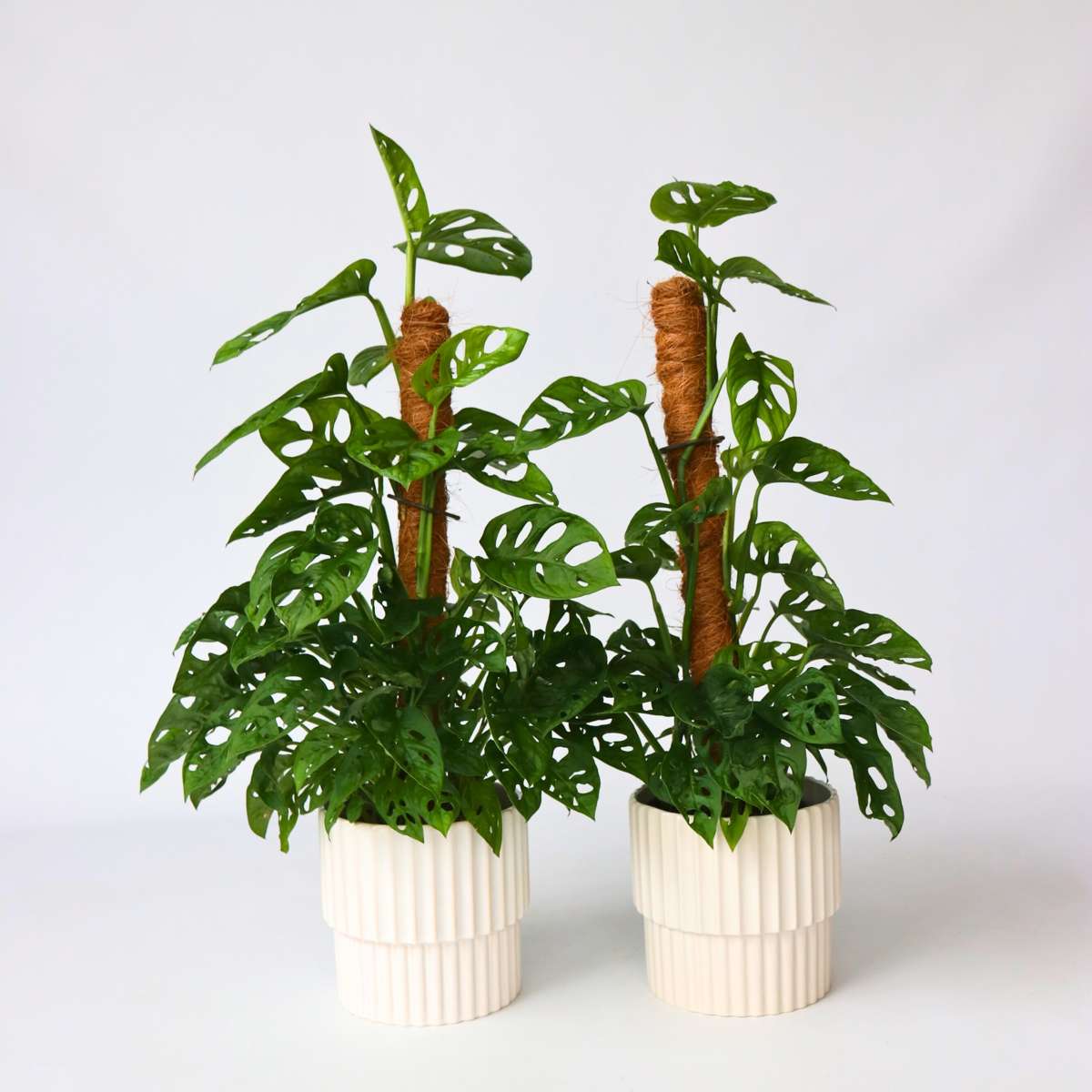 Florastore Hålväxt - Set Om 2 - Monstera Adansonii 'Monkey Mask' - Höjd 60-70Cm - ⌀16Cm