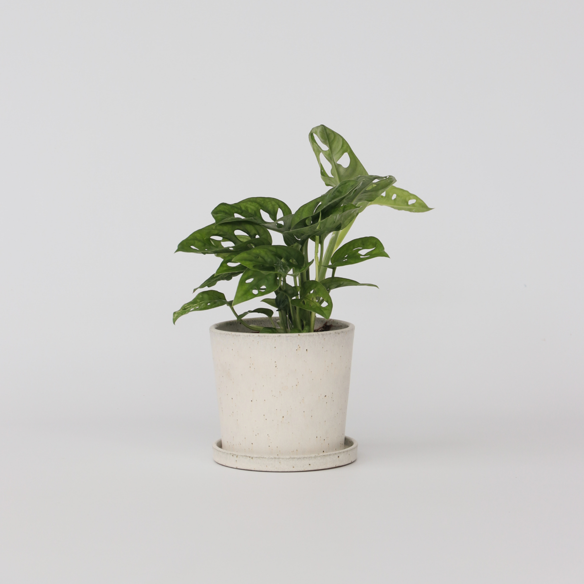 Florastore Hålväxt - Monstera Adansonii 'Monkey Mask' - Höjd 25-30Cm - ⌀12Cm