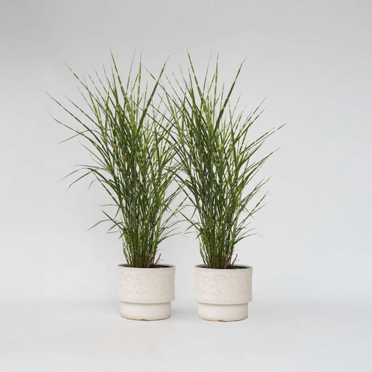 Florastore Glansmiskantus - Set Om 2 - Miscanthus 'Zebrinus' - Höjd 20-30Cm - ⌀23Cm