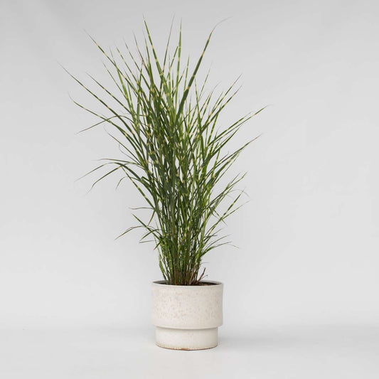 Florastore Glansmiskantus - Miscanthus Sinensis 'Zebrinus' - Höjd 20-30Cm - ⌀23Cm