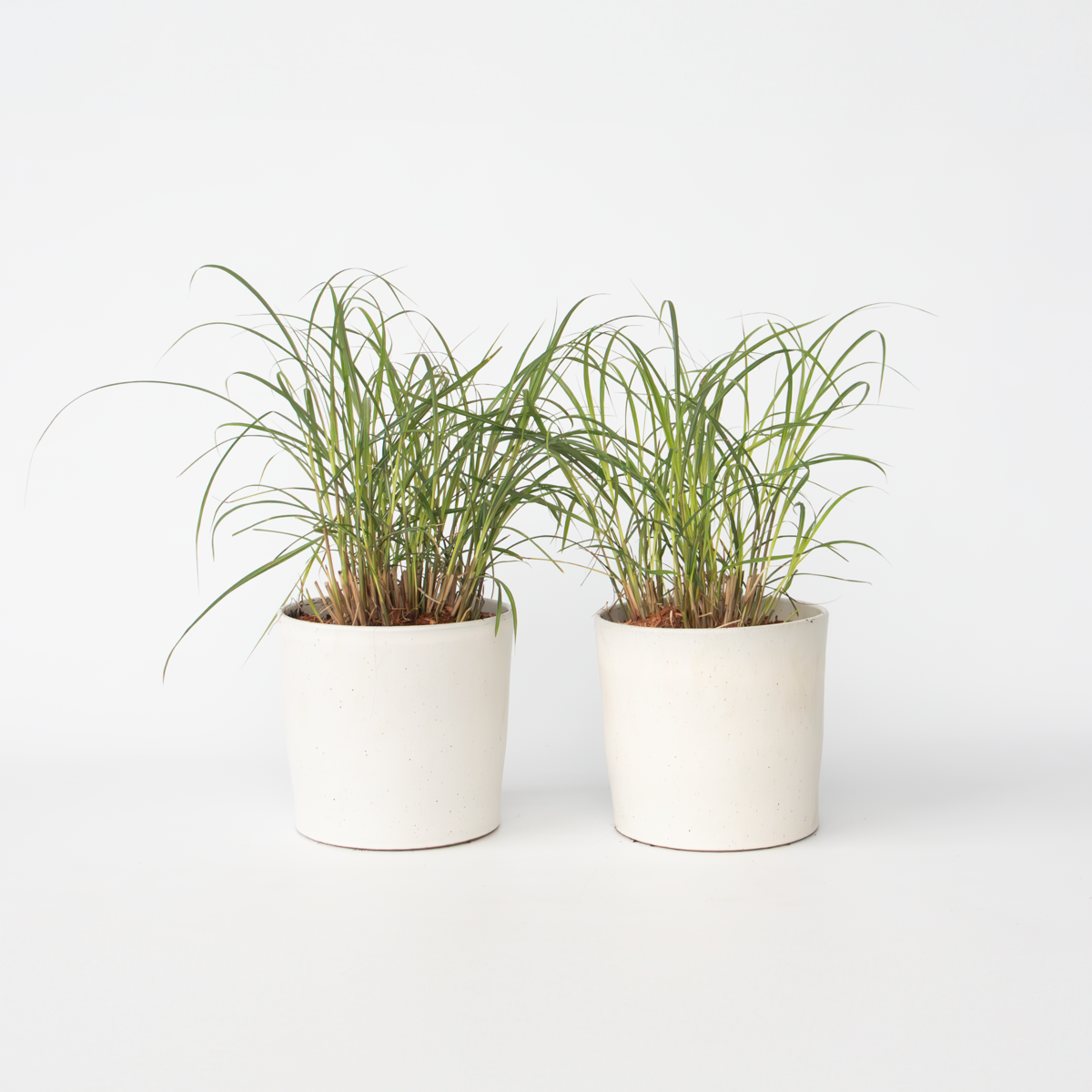 Florastore Glansmiskantus - Set Om 2 - Miscanthus 'Red Chief' - Höjd 40-60Cm - ⌀23Cm