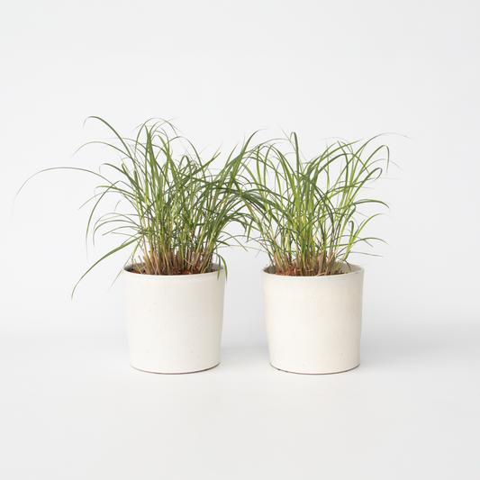 Florastore Glansmiskantus - Set Om 2 - Miscanthus 'Red Chief' - Höjd 40-60Cm - ⌀23Cm