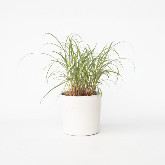 Florastore Glansmiskantus - Miscanthus Sinensis 'Red Chief' - Höjd 40-60Cm - ⌀23Cm