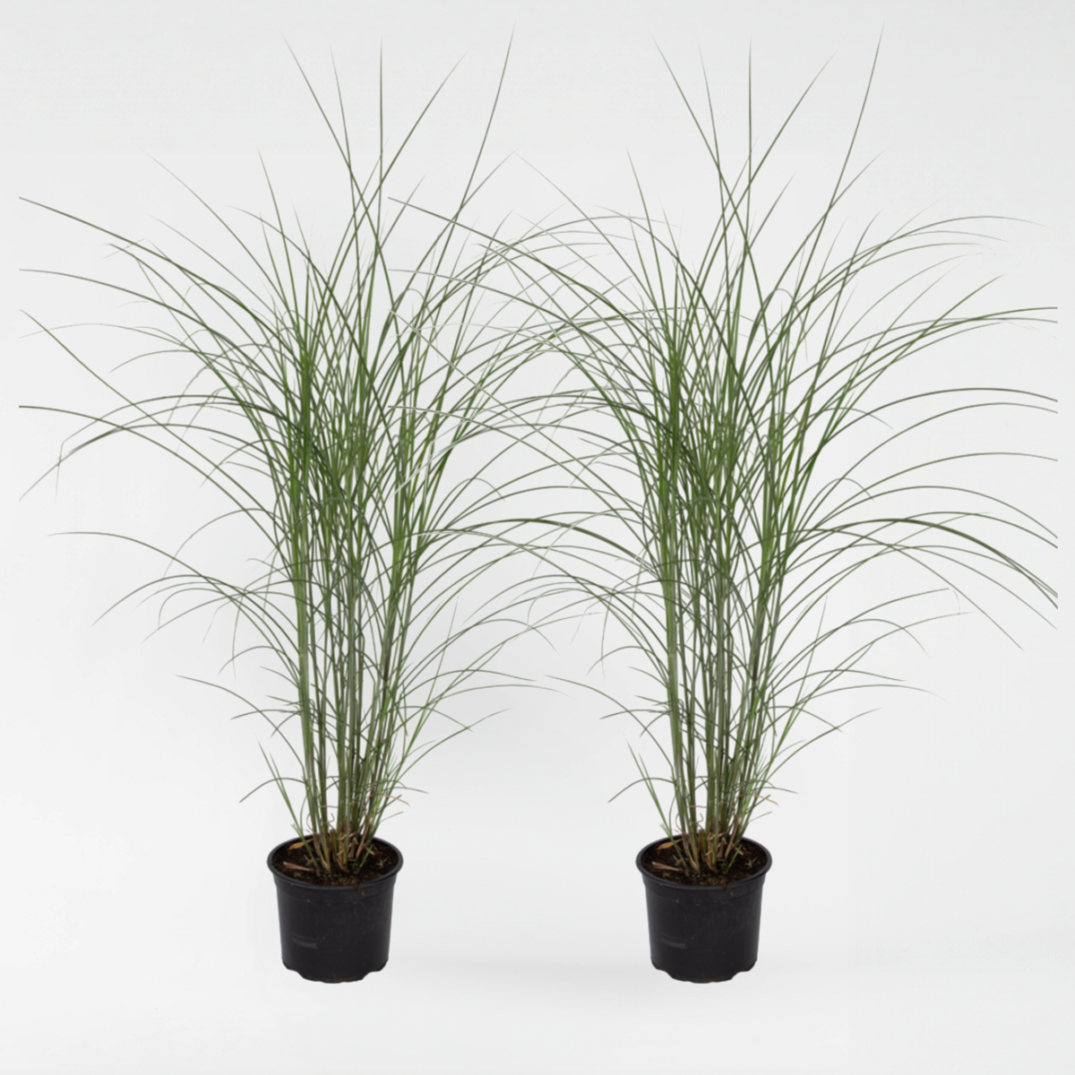 Florastore Glansmiskantus - Set Om 2 - Miscanthus Sinensis - Höjd 20-30Cm - ⌀23Cm