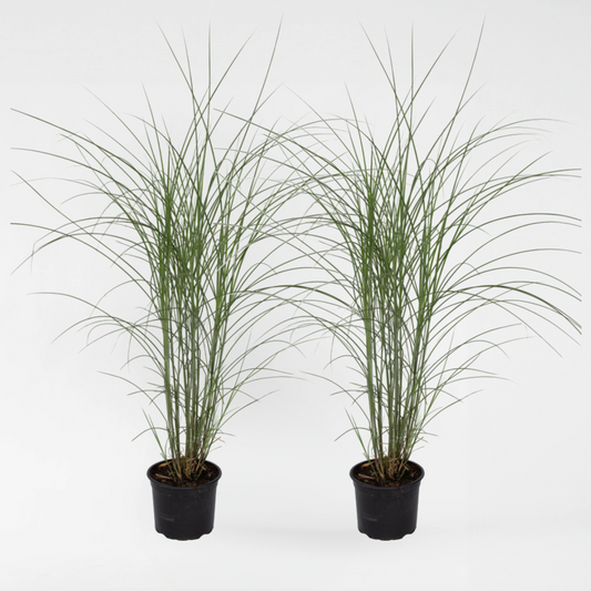 Florastore Glansmiskantus - Set Om 2 - Miscanthus Sinensis - Höjd 20-30Cm - ⌀23Cm