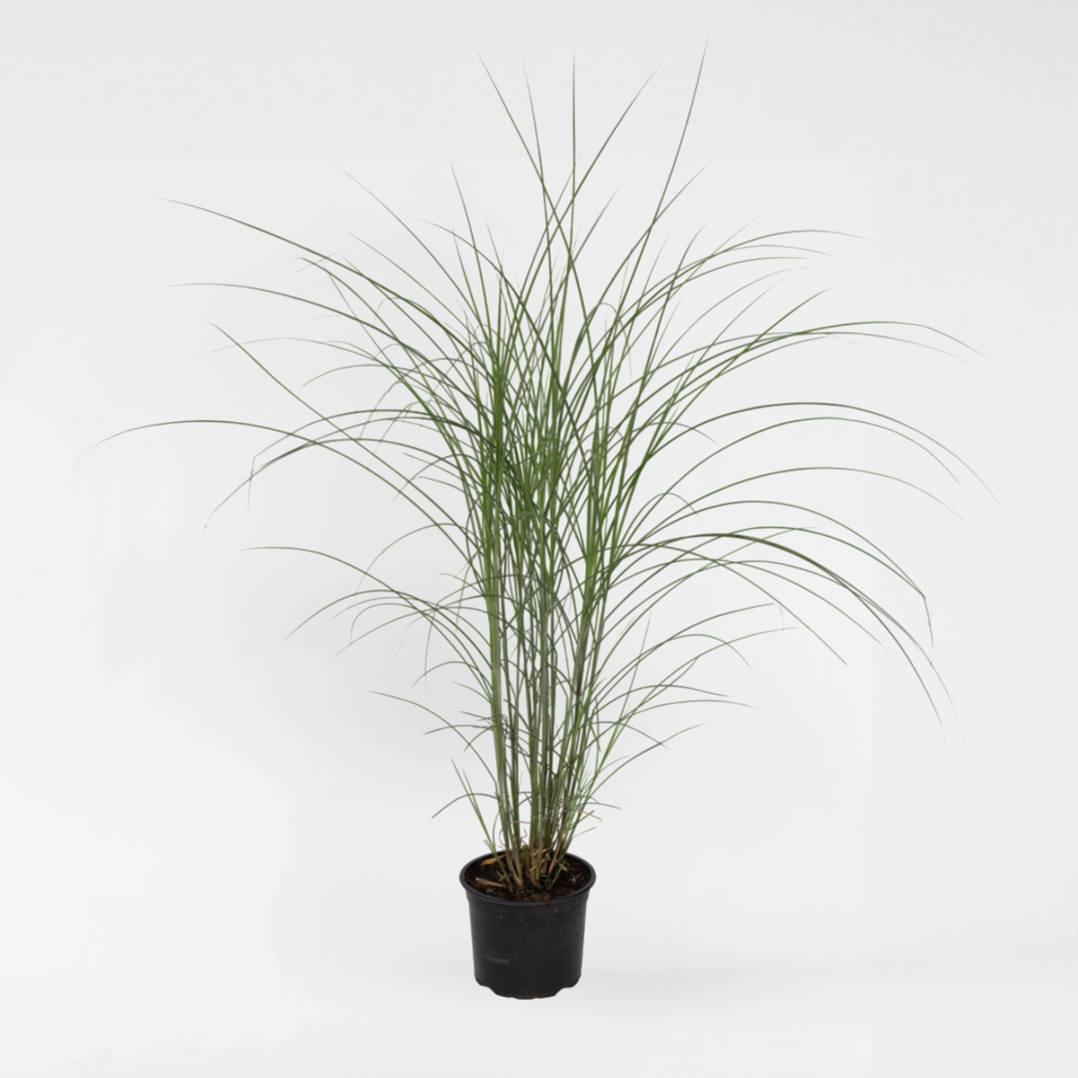 Florastore Glansmiskantus - Miscanthus Sinensis 'Kleine Silberspinne - Höjd 20-30Cm - ⌀23Cm