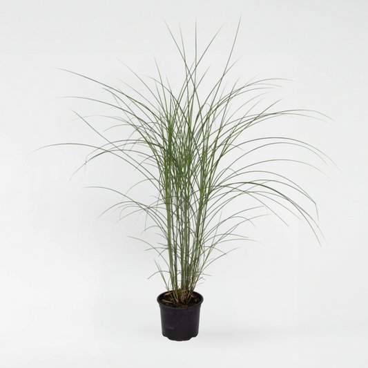 Florastore Glansmiskantus - Miscanthus Sinensis 'Kleine Silberspinne - Höjd 20-30Cm - ⌀23Cm