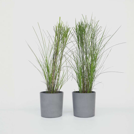 Florastore Glansmiskantus - Set Om 2 - Miscanthus 'Gracillimus' - Höjd 40-60Cm - ⌀23Cm