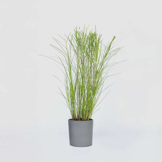 Florastore Glansmiskantus - Miscanthus Sinensis 'Gracillimus' - Höjd 40-60Cm - ⌀23Cm