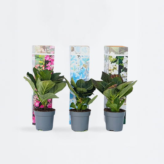 Florastore Hortensia - Set Om 3 - Hydrangea Macrophylla - Höjd 25-40Cm - ⌀9Cm