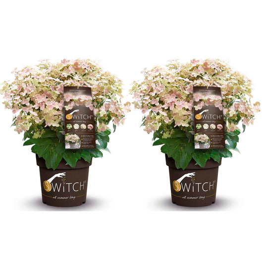 Florastore Hortensia - Set Om 2 - Hydrangea Paniculata 'Switch' - Höjd 30-40Cm - ⌀19Cm