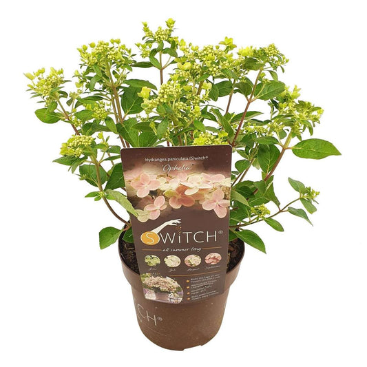 Florastore Hortensia - Hydrangea Paniculata '(S)Witch Ophelia' - Höjd 30-40Cm - ⌀19Cm
